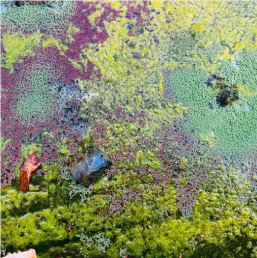 Rob Mazurek 'Nestor's Nest' LP