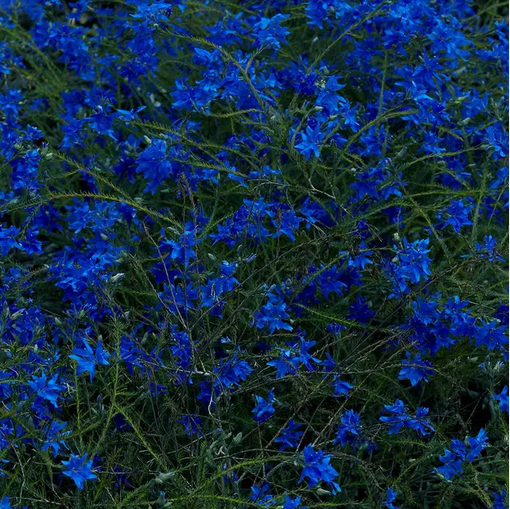 Jefre Cantu-Ledesma 'Gift Songs' LP