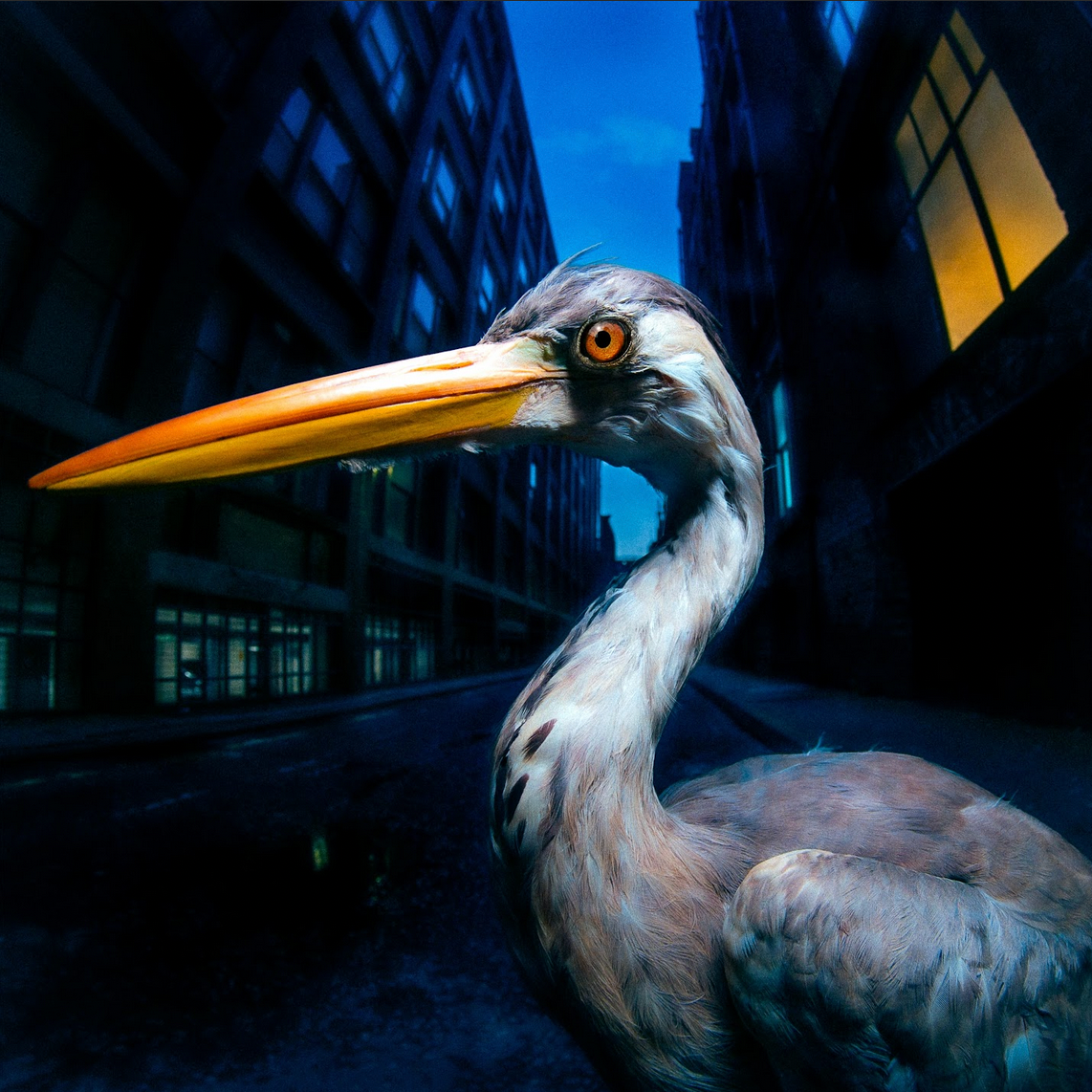 Antony Szmierek 'Decoding Birdsong' LP